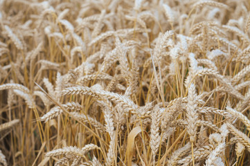 Ripe wheat, shallow dof, nature background