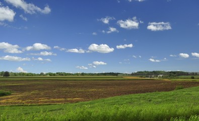 summer landscape with green field and blue sky