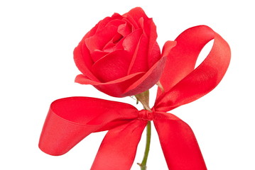 Red rose with bow
