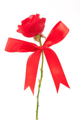 Red rose with bow