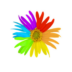 rainbow flower on white background