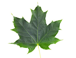 green maple leaf isolated on white background
