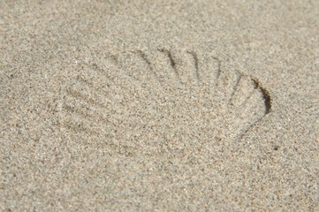 Jakobsmuschel Abdruck