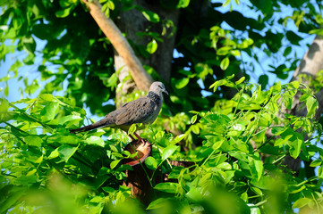 bird in verdant bush