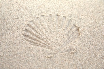 Jakobsmuschel Abdruck