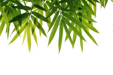 Photo sur Plexiglas Bambou feuilles de bambou