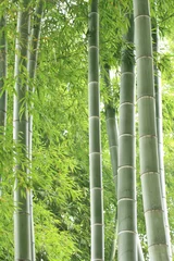 Crédence de cuisine en verre imprimé Bambou forêt de bambous verts