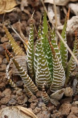 Affodillgewächs haworthia pumila