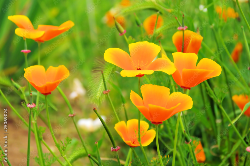 Poster kalifornischer mohn - california poppy 29