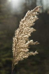 Камыш цветет © Igor Shtro