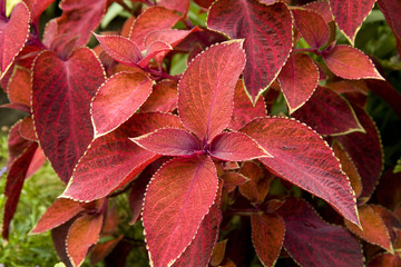 Pflanze mit roten Blätter