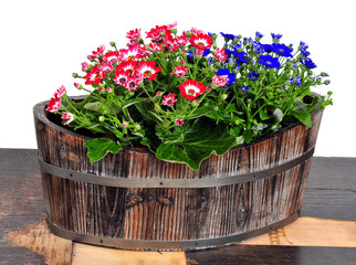 Cinerarie senecio cruentus Blume