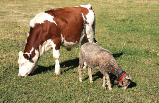 Vache et Mouton dans le pr&eacute;