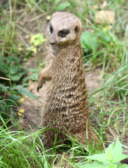 Meerkat