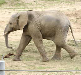 Baby elephant in a zoo