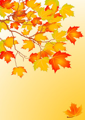 Naklejka na ściany i meble Autumn leaves background