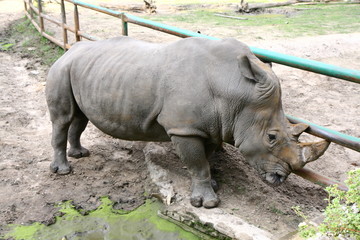 Rhinoceros in zoo