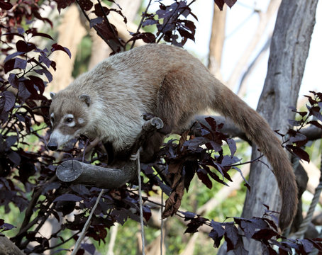 White-nosed Coati or Nasua narica in zoo, Vienna