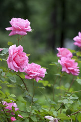 Fototapeta premium Water drops on flowers in Central Park, Shakespear's garden