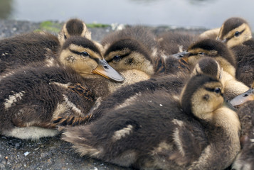 Baby mallard duck on rock