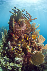 Underwater coral reef