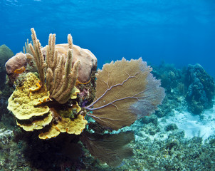 Underwater coral reef scroll coral