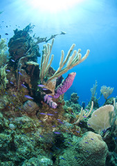 Underwater coral reef Caribbean