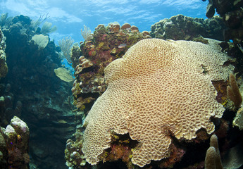 Underwater coral reef