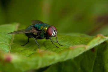 Fly on green leaf