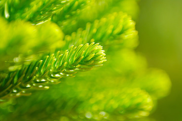 ACÍCULAS DE ARAUCARIA