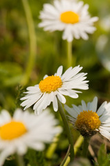 Fototapeta premium Field flowers
