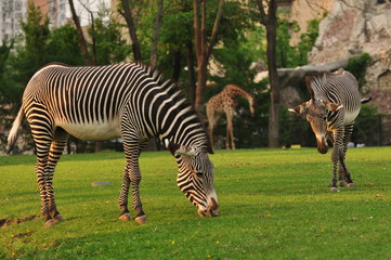 Fototapeta na wymiar Zebra w Moskwie zoo
