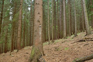 pine tree forest