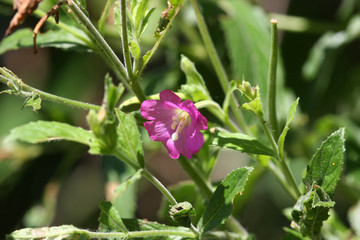 Hairy Willowherb Flower Epilobium hirsutum