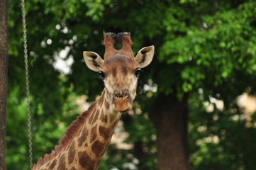 Giraffe in moscow zoo