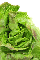 lettuce