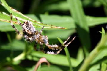 Orb Weaver Spider - Neoscona arabesca
