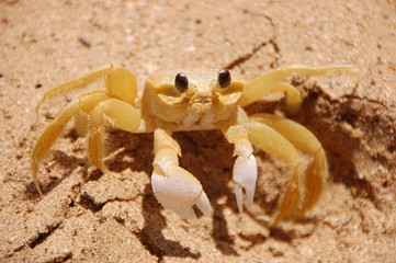 Crabe des caraïbes
