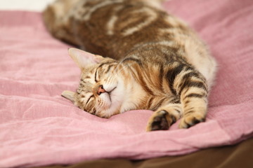 Bengal am schlafen