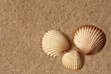 Three shells