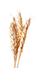 golden wheat ear