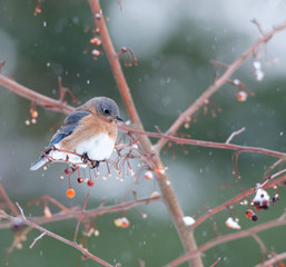 Eastern bluebird in a snowstorm