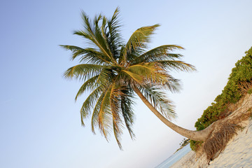 palm in sunset series