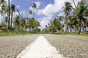 palm trees on the road