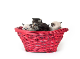 Fototapeta na wymiar Four kittens in red basket