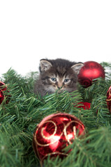 Tabby kitten sitting in Christmas decorations