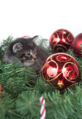 Obraz premium Tabby kitten sitting in Christmas decorations