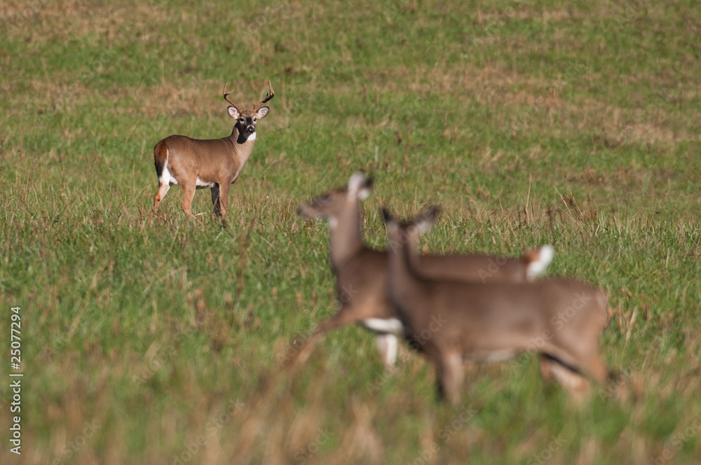 Sticker whitetail deer buck watching doe during rut