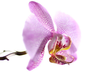 Orchidee