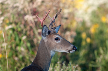 whitetail deer buck shedding antler velvet
